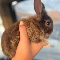 خرگوش با تمام وسایل