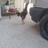تخم مرغ لاری افغان