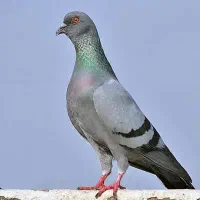 پرنده پیدا شده