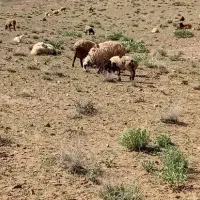 میش‌محلی‌دورگ
