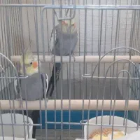 عروس هلندی