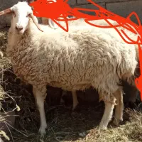 کاور جنس خوب