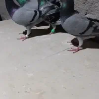 کفتر