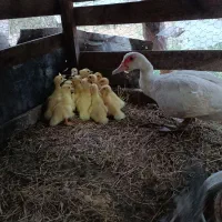 فروش جوجه اردک آمریکایی