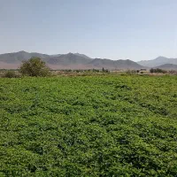 نعنا فلفلی درجه یک