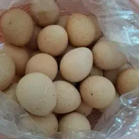 تخم مرغ شاخدارنطفه دار