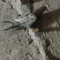 ۲ عدد کبوتر