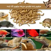 فروش میلورم زنده وقیمت بسیار مناسب