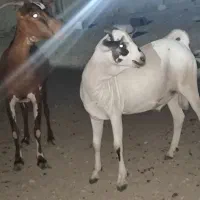 فروش بز جوان چاق و کهر نر پلم