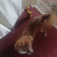 واگذاری رایگان لطف کامل بخوان