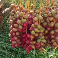 اجاره خوشه خرما