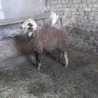 بره نر
