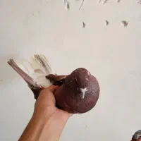 کبوتر ناب