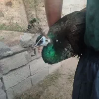 طاووس ماده 6 ساله