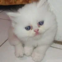 گربه