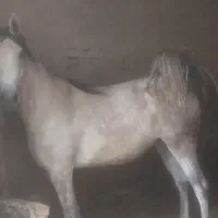اسب. پالونی
