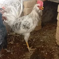 تخم نطفه دار مرغ خروس گلین