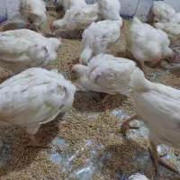 جوجه گوشتی راس 308