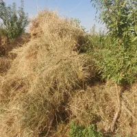 یونجه علف قاطی