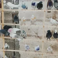 کبوتر کاشان قم پرشی 200 هزار تومانی