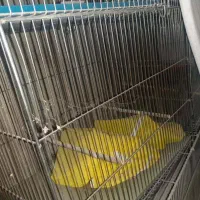 قفس