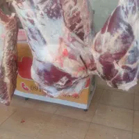 گوشت گوساله نر