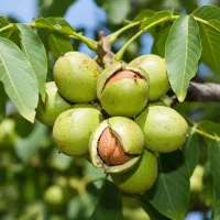فروش نهال گردو با ارقام تجاری و پربار