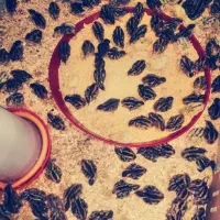 جوجه یک روزه بلدرچین عمده