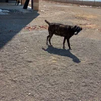 سگ ماده