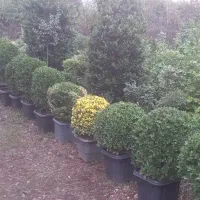فروش انواع گل در چابکسر