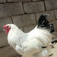 خروس برهما