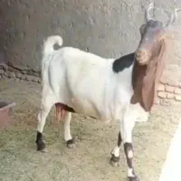 فروش میش بز و کهره