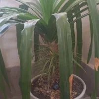 پاندانیوس سرحال و پر بار