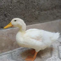 اردک بامزه