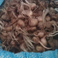 پیاز زعفران