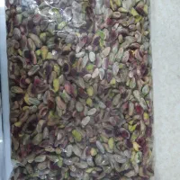 معز پسته امسالی