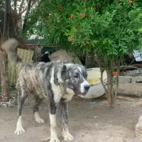 واگزاری س گ گله ای الابای