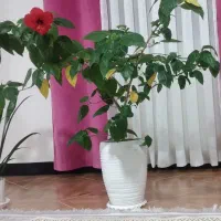 گل چینی