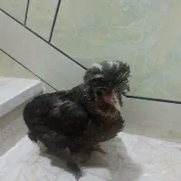 مرغ تخم گذار