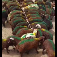 بره نر درجه 1 شیر مست آماده جمع پای پرواری