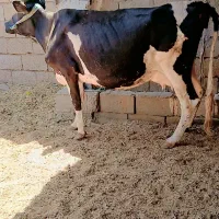 گاو گوساله نر ۸کیلوشیر