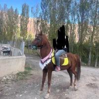 عرب یسر|اسب و تجهیزات اسبسواری|ماکو, |دیوار