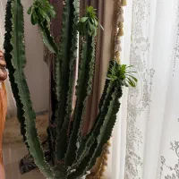 کاکتوس با گلدان