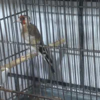 دوعدد سهره بهاره شیرین خون