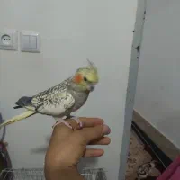 عروس هلندی