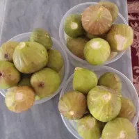 انجیر ژاپنی