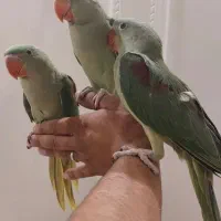 جوجه شاه طوطی چشم سیاه نر ماده رام سخنگو