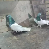 کبوترکله سبز