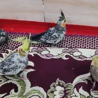 جوجه عروس هلندی بالغ