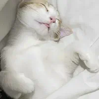 گربه واگذاری